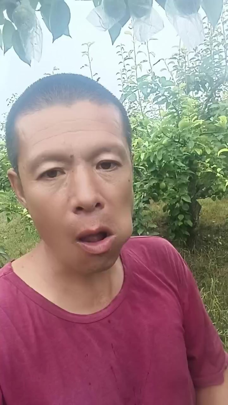 早酥梨，七号梨，黄冠梨，鸭梨上百万亩以上。