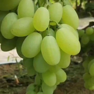 饶阳冷棚维多利亚大量大量上市中