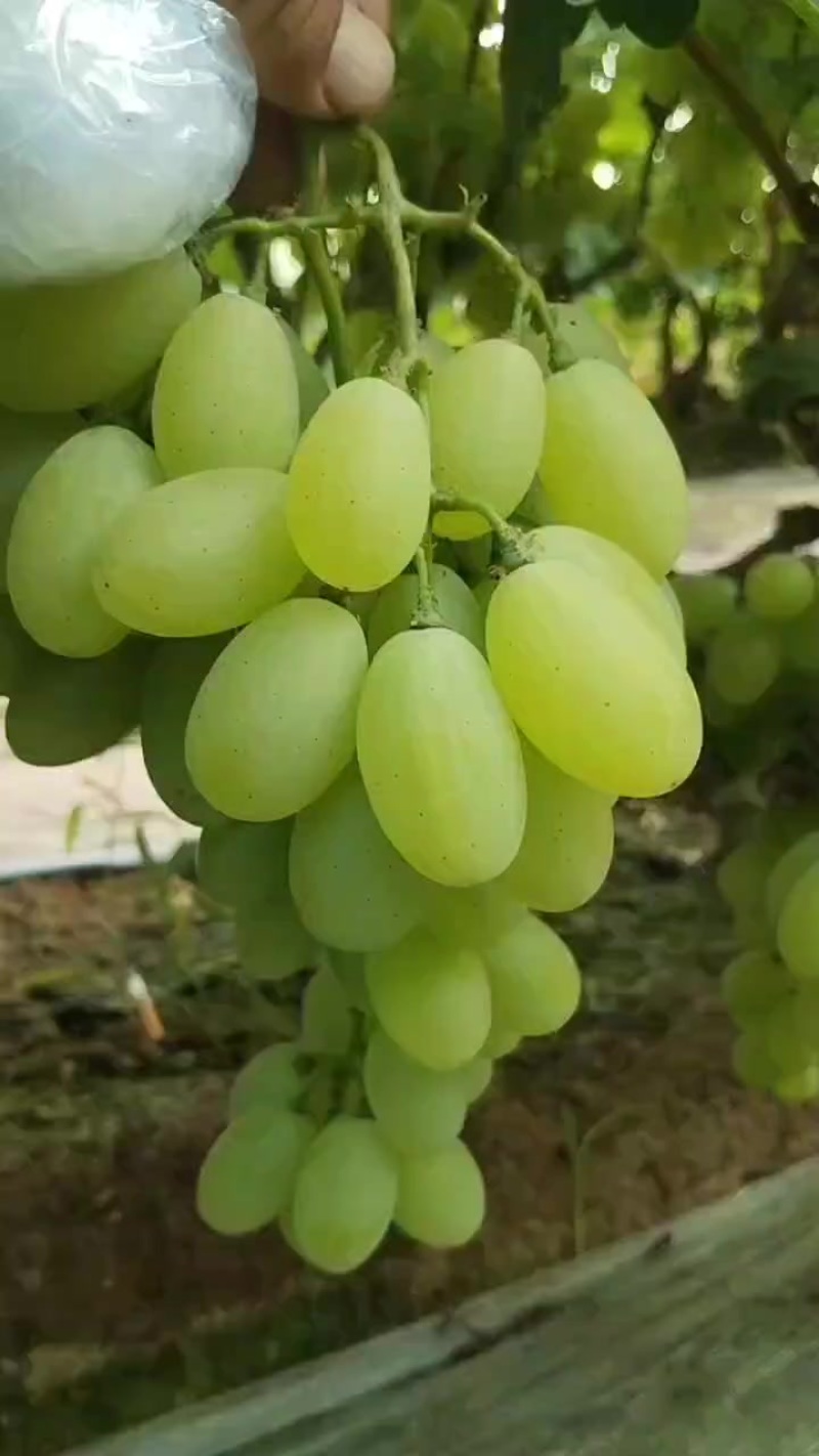 饶阳冷棚维多利亚大量大量上市中