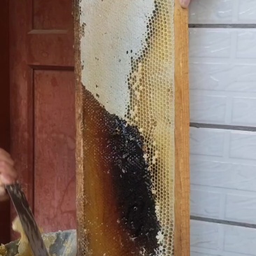 大封盖蜜脾，土蜂蜜，活框养殖