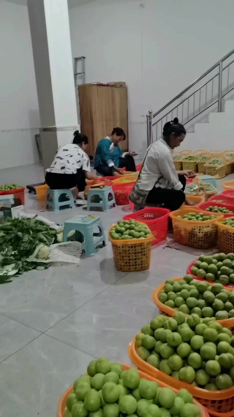 六马蜂糖李直发全国各地