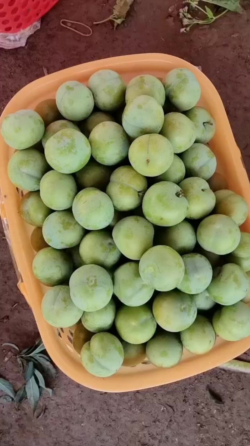 六马蜂糖李直发全国各地