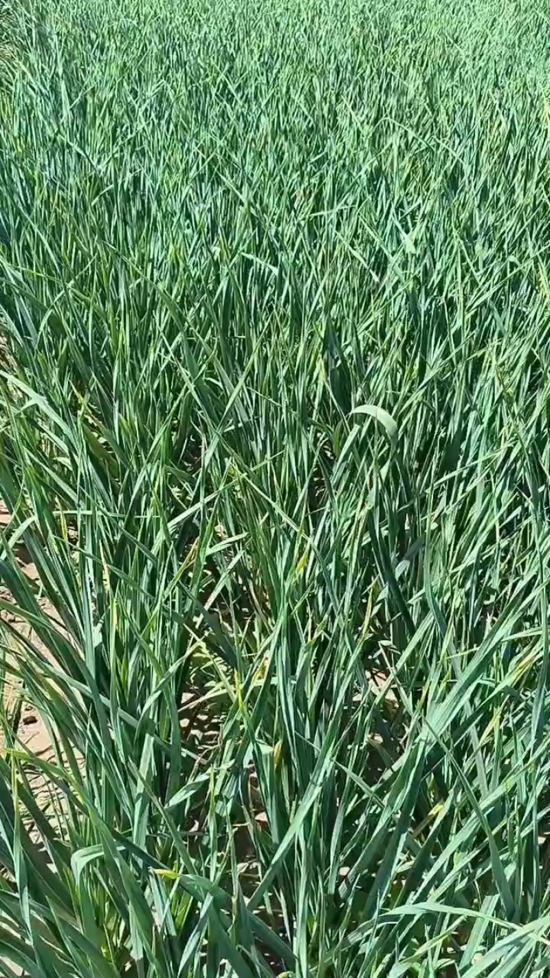 蒜苗