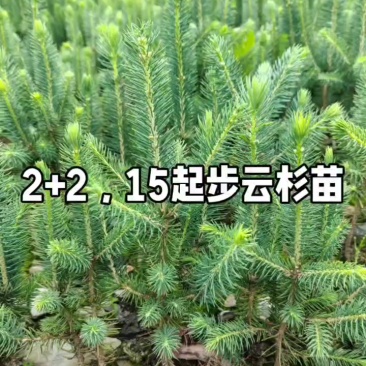 云杉苗2+2，15起步