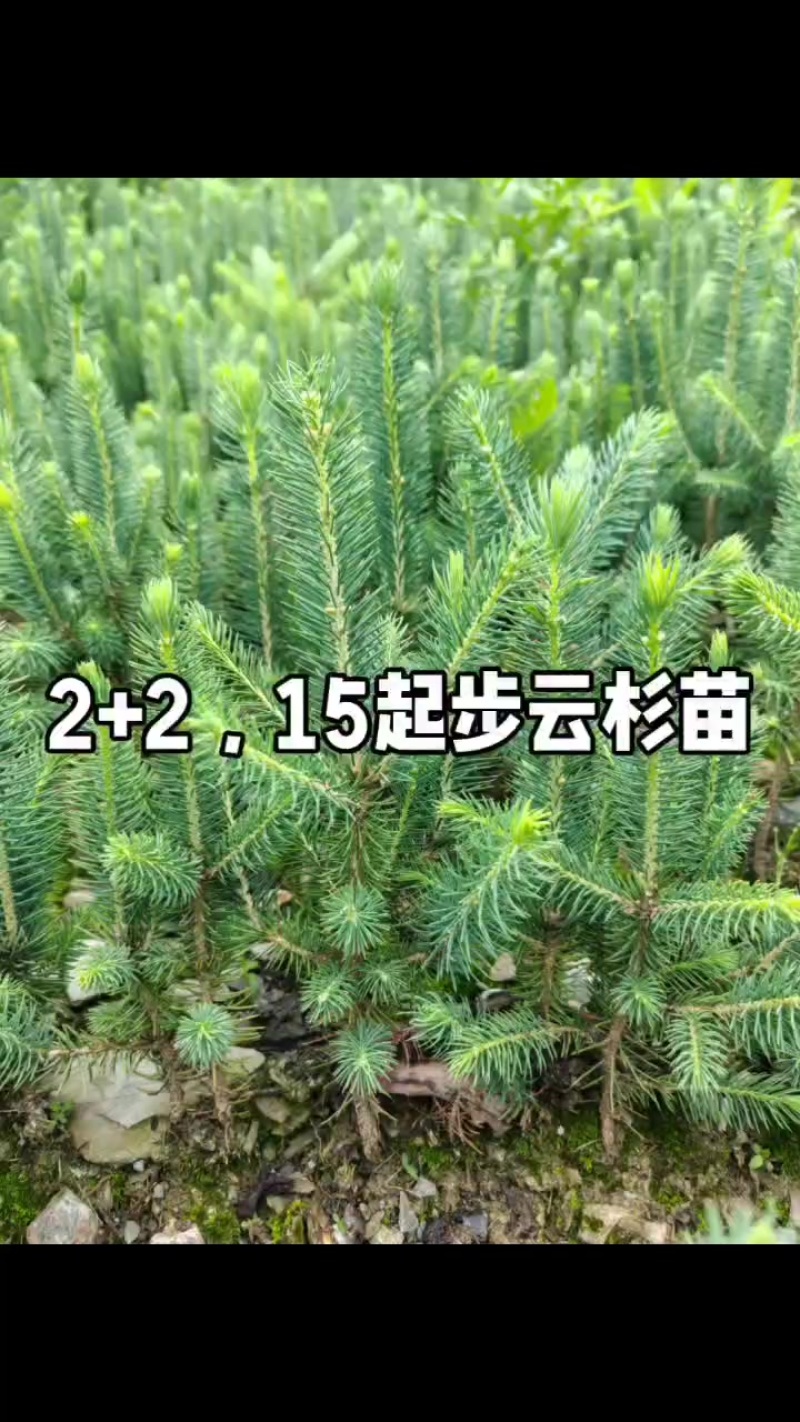云杉苗2+2，15起步