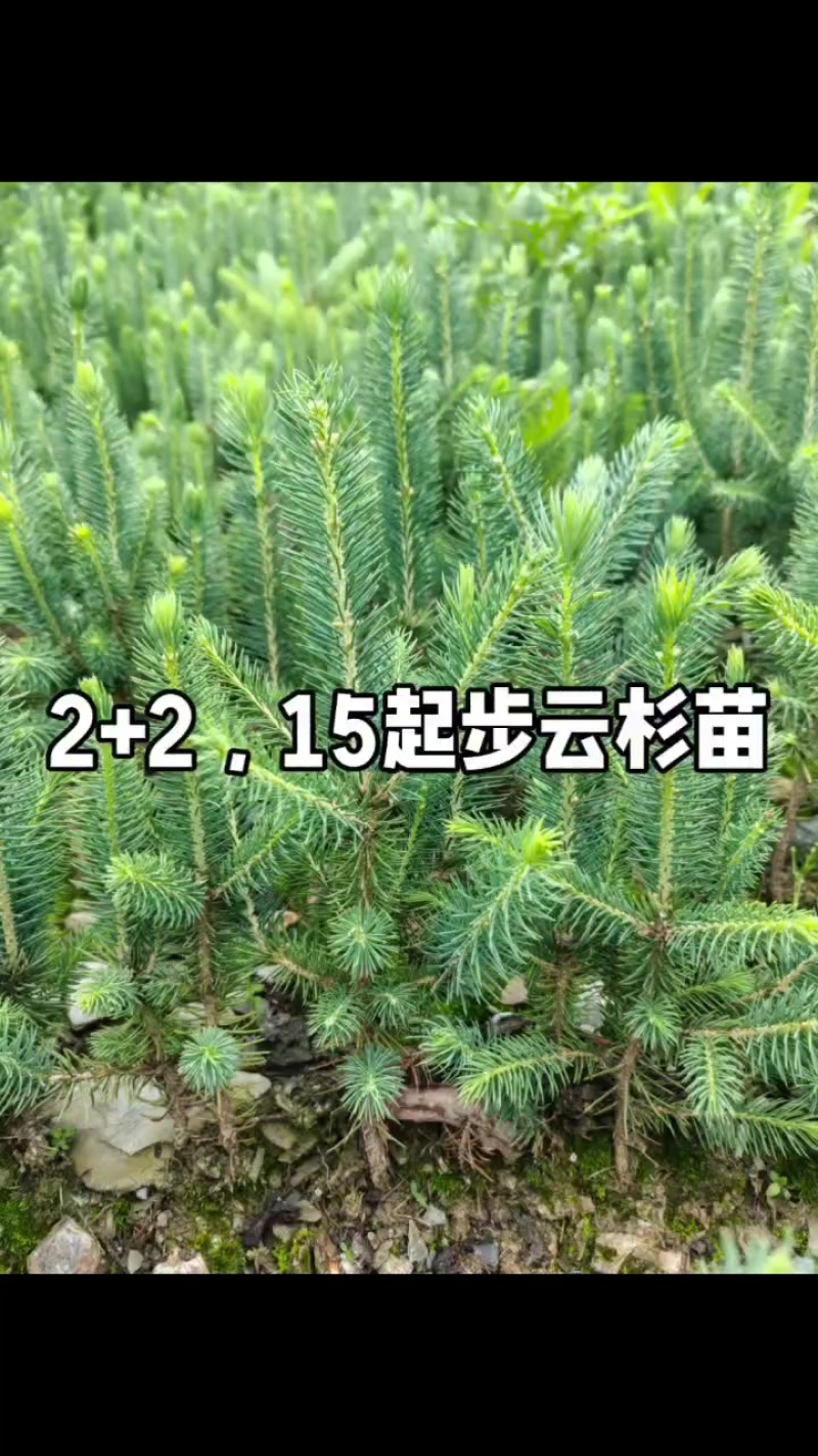 云杉苗2+2，15起步