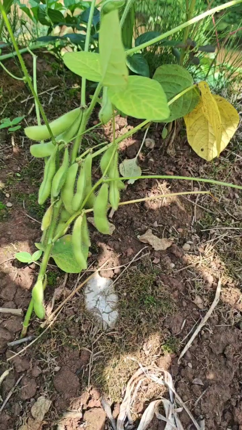 毛豆