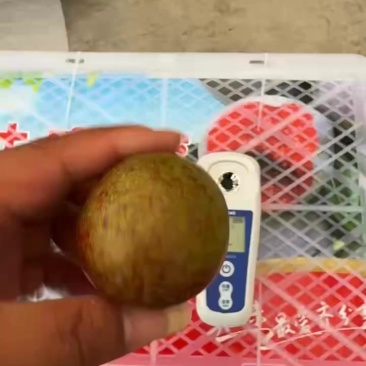 味帝大量上市产地装车量大从优诚信经营致电联系