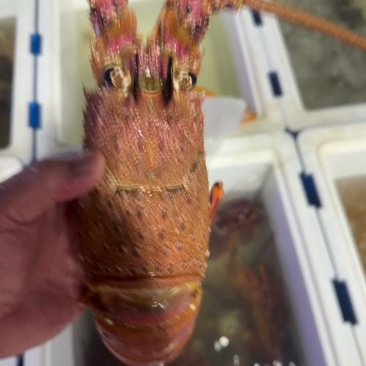 西奥红龙