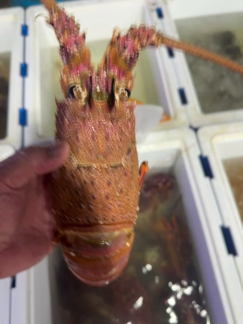 西奥红龙