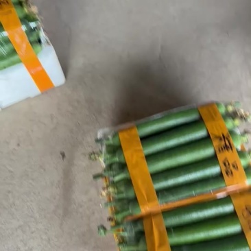 油皮香丝瓜