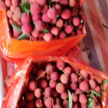 桂味荔枝