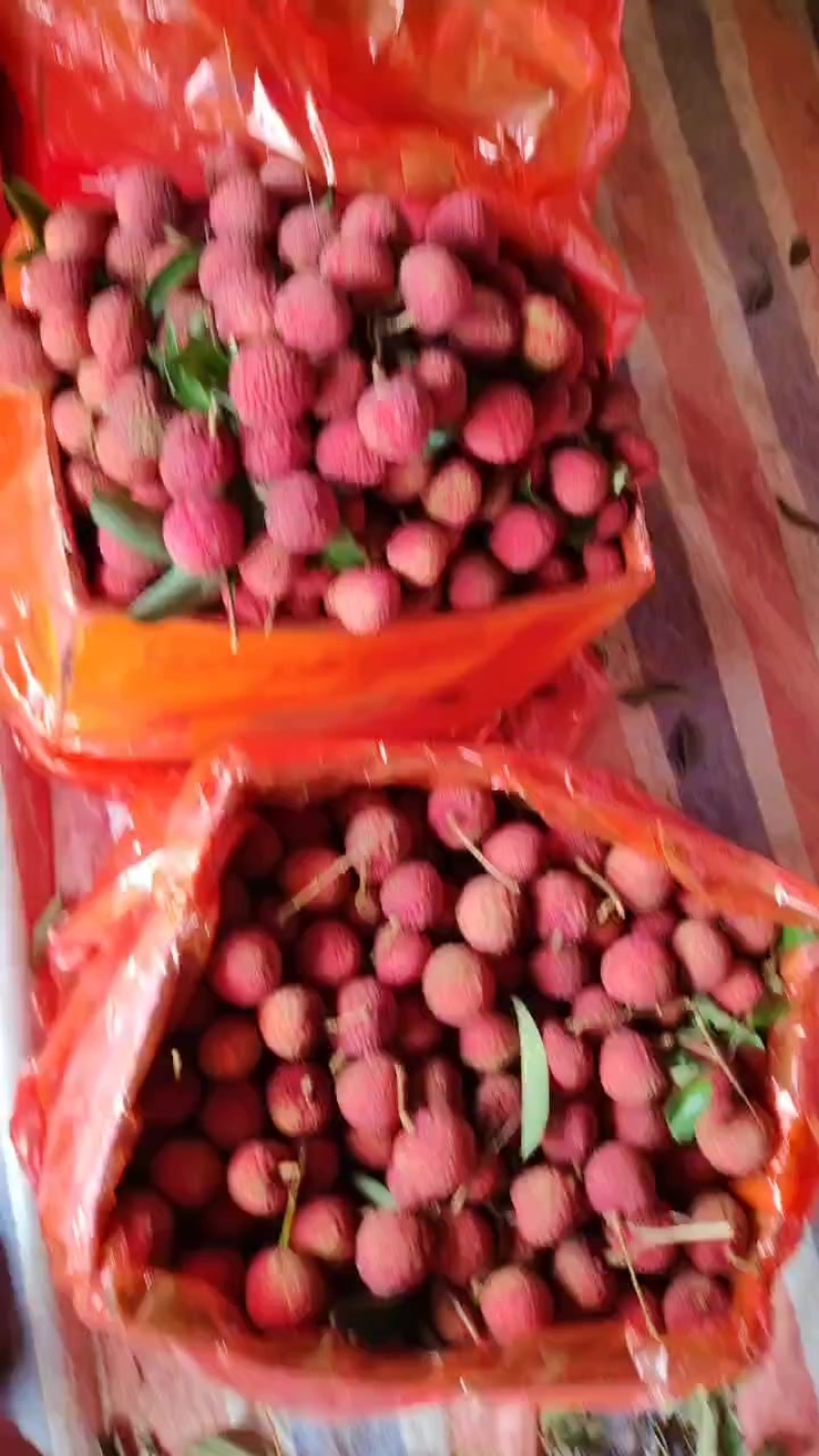 桂味荔枝