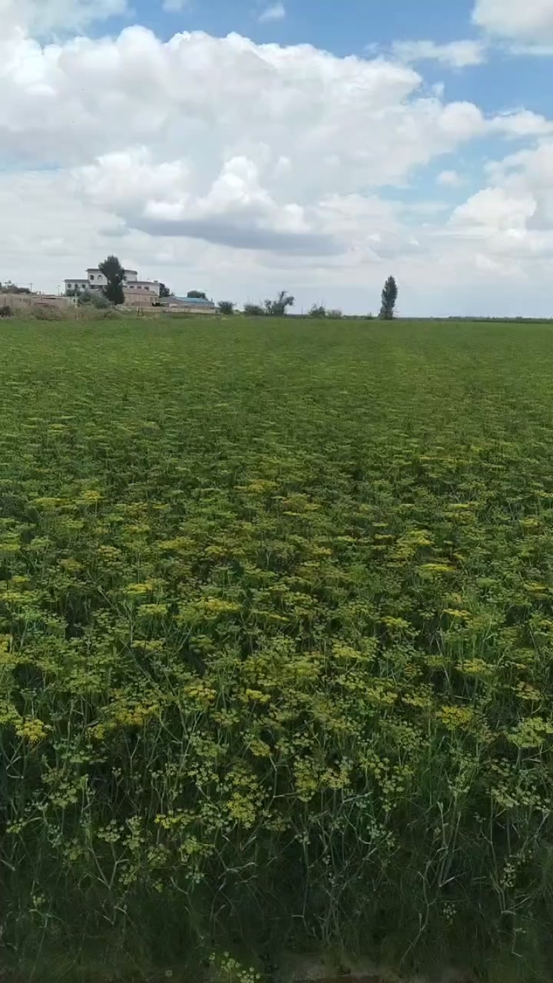 甘肃省酒泉市金塔县茴香籽