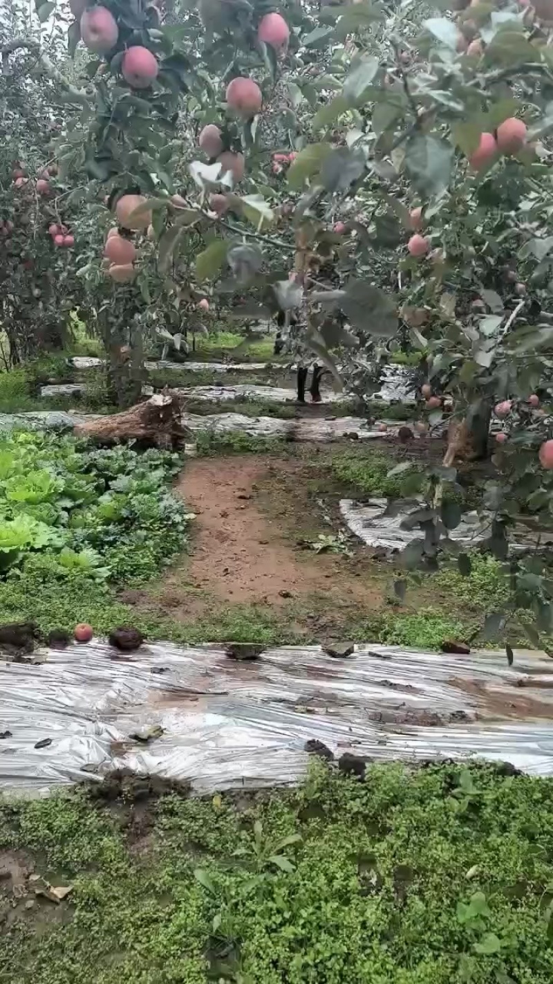 昭通糖心丑苹果