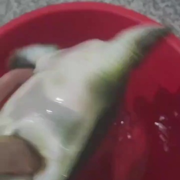 甲鱼