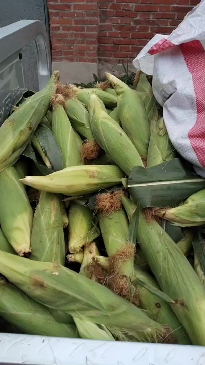 336粘玉米