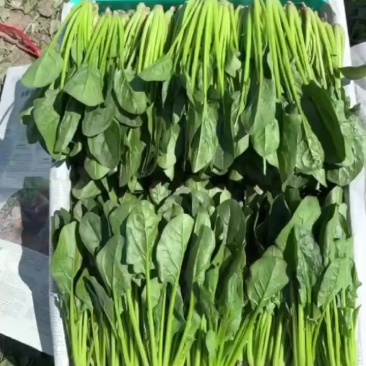 山东高密小菠菜