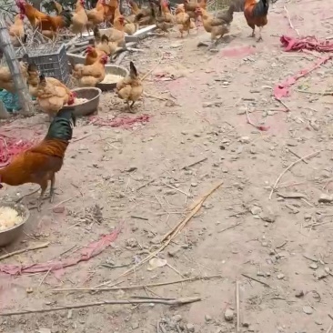【地锅小公鸡】