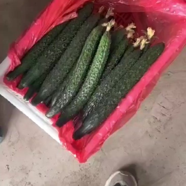 精品黄瓜，大量有货，需要的客户下单哟