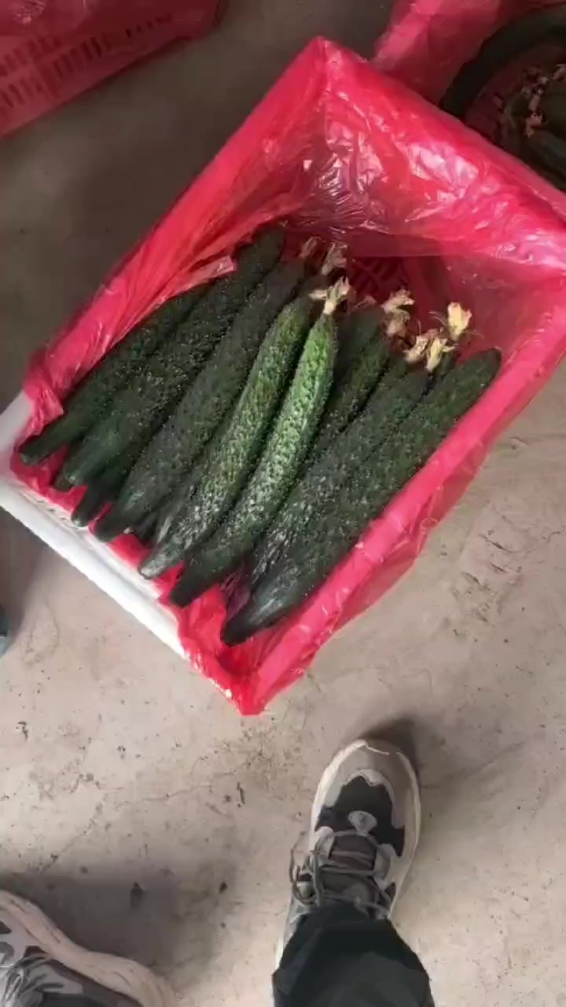 精品黄瓜，大量有货，需要的客户下单哟