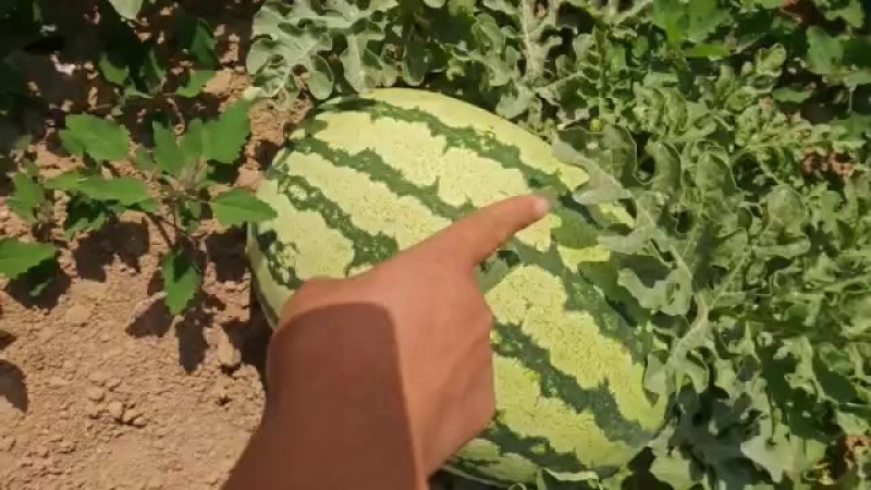宁夏西砂瓜