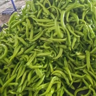 青椒大量上市了需要的老板联系