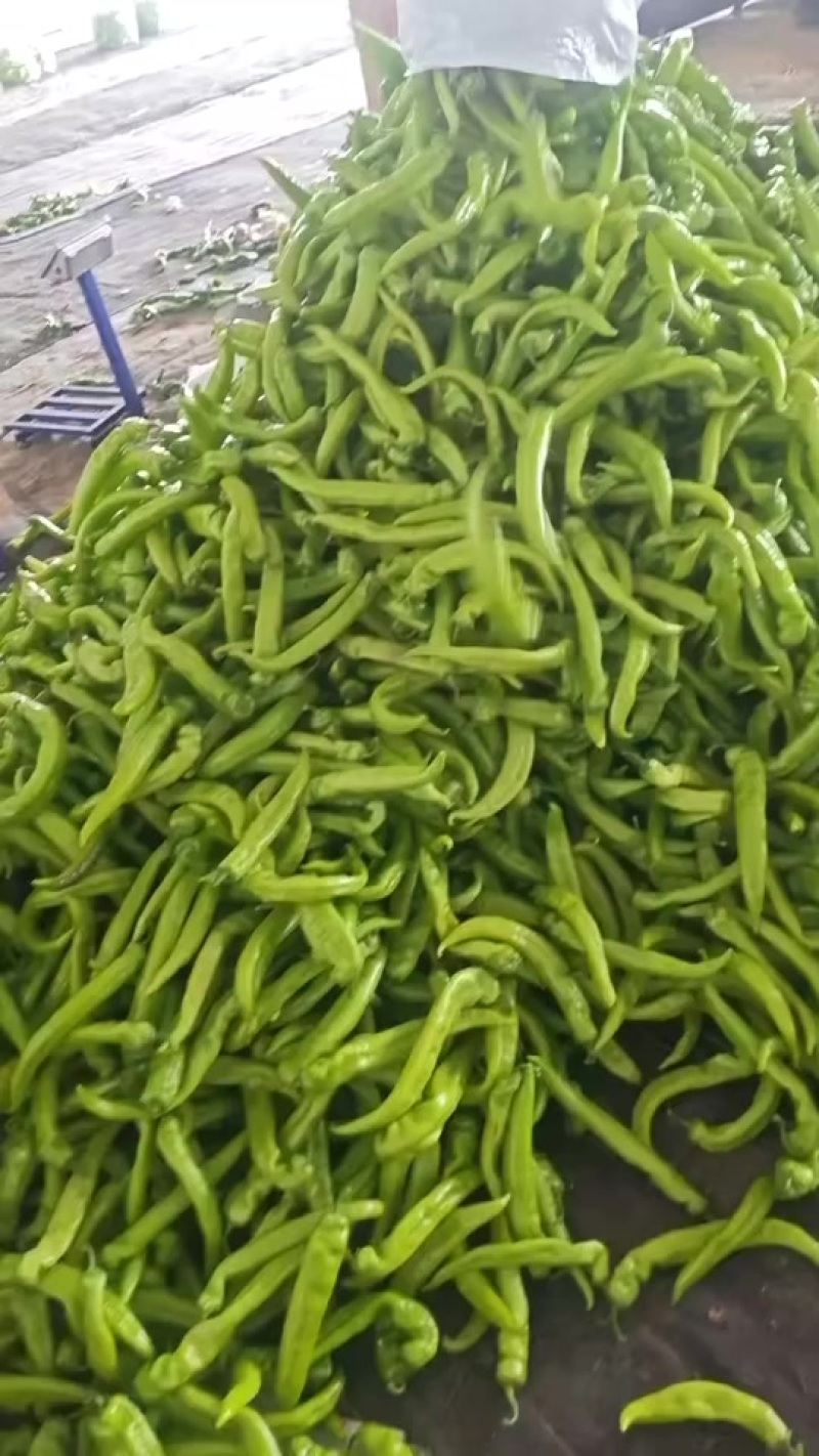 青椒大量上市了需要的老板联系