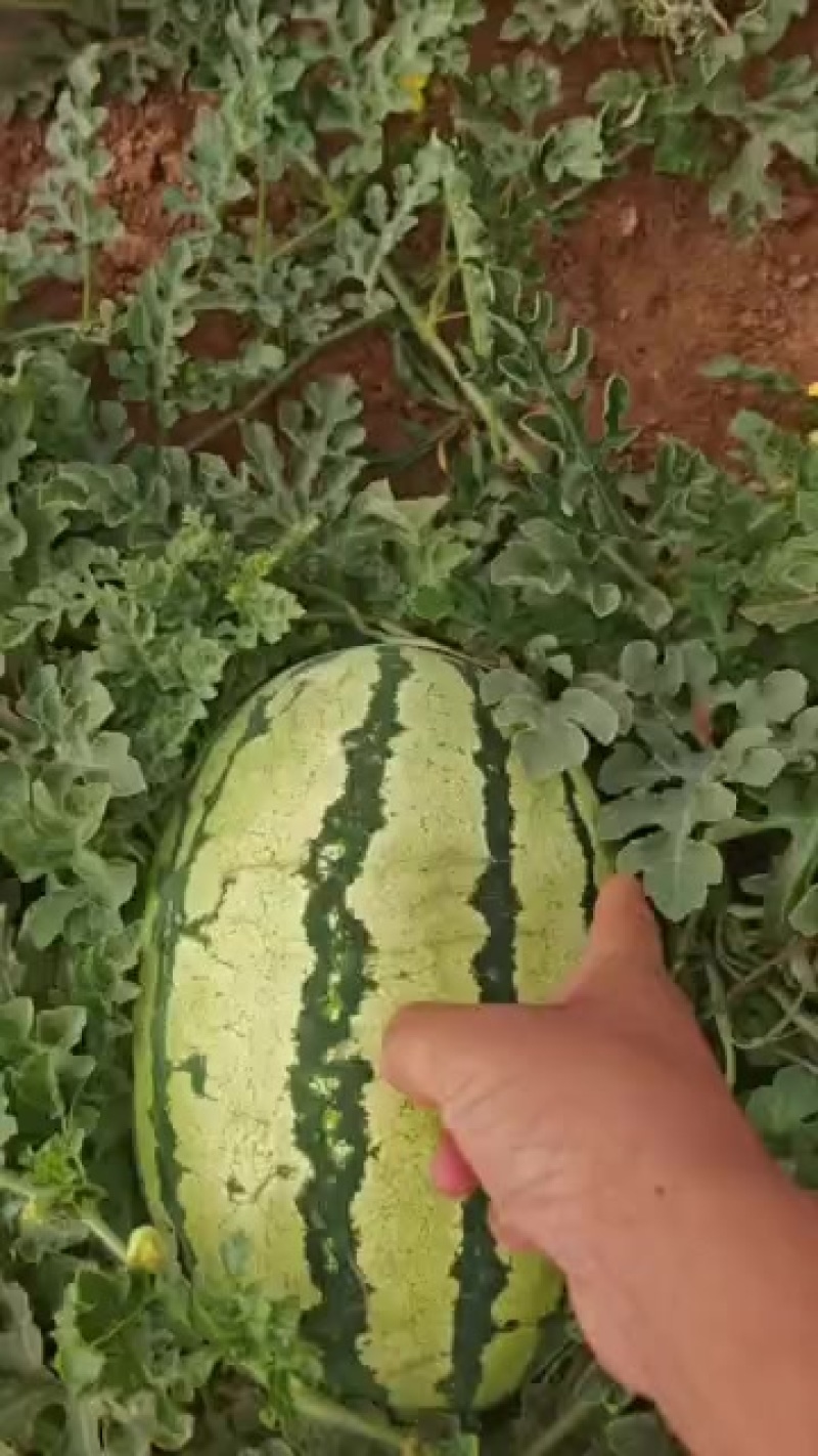 宁夏西砂瓜