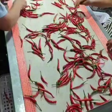 红小米椒