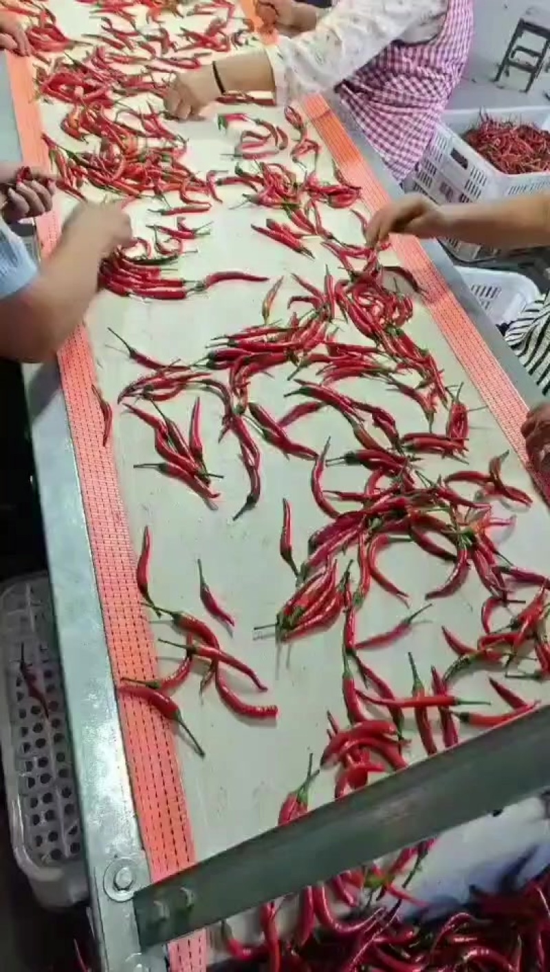 红小米椒