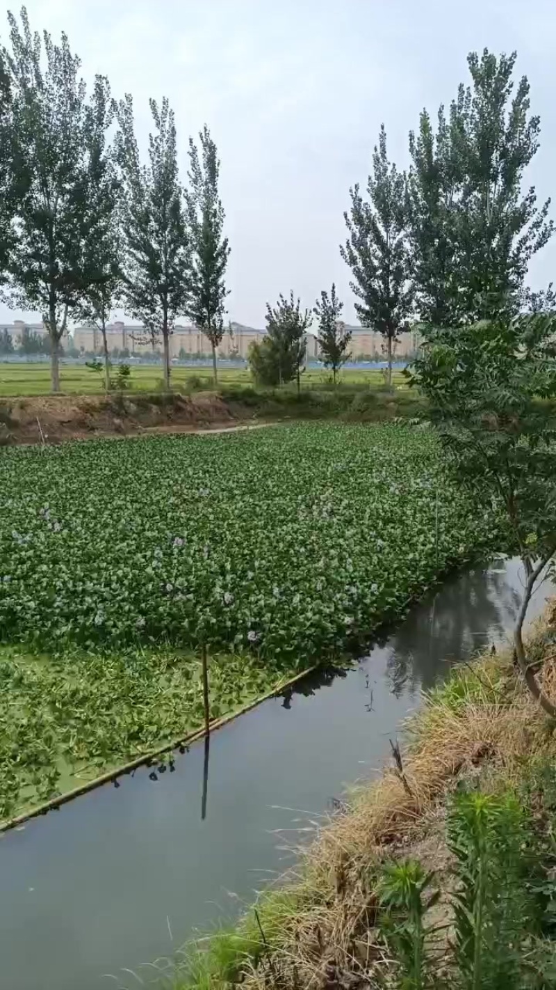 水芙蓉，水葫芦