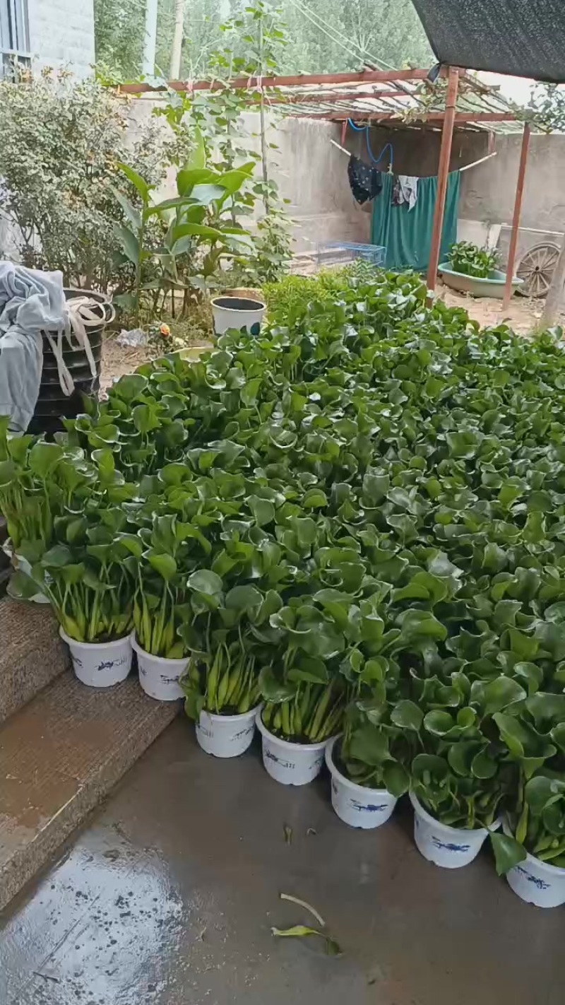 水芙蓉，水葫芦