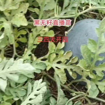 产地批发