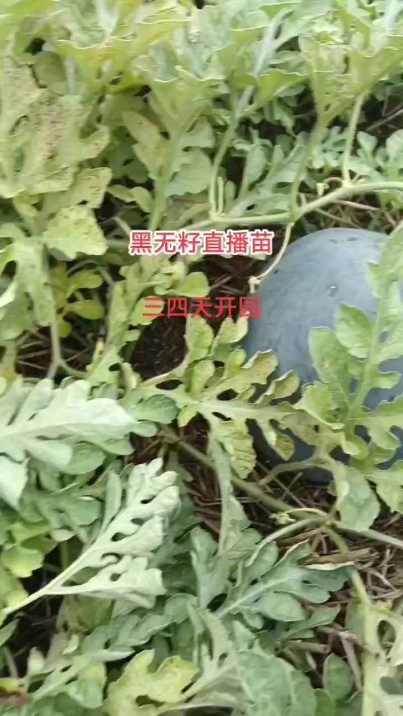 产地批发