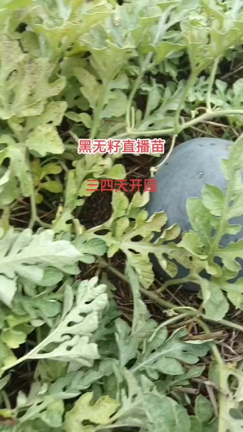 产地批发