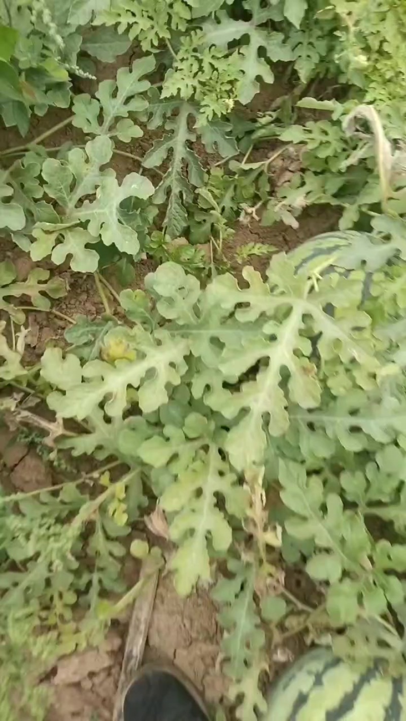 产地批发