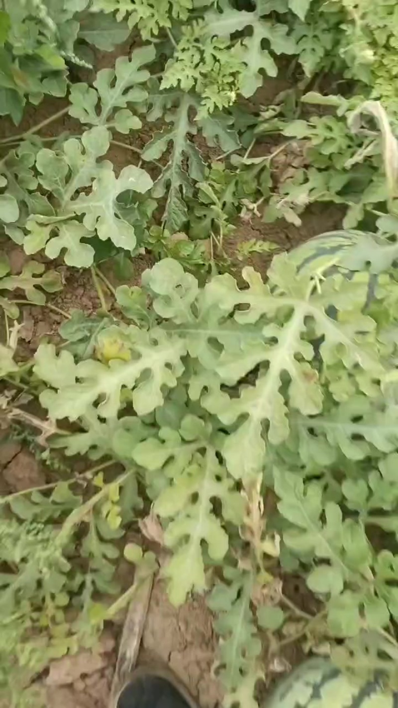 产地批发