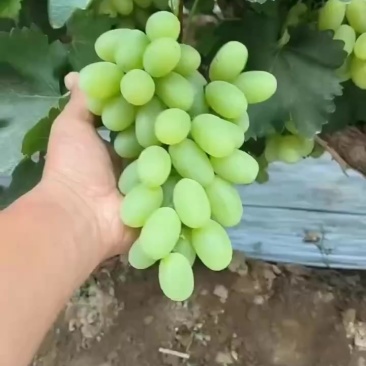 陕西大荔维多利亚大棚种植，颗粒大，口感好