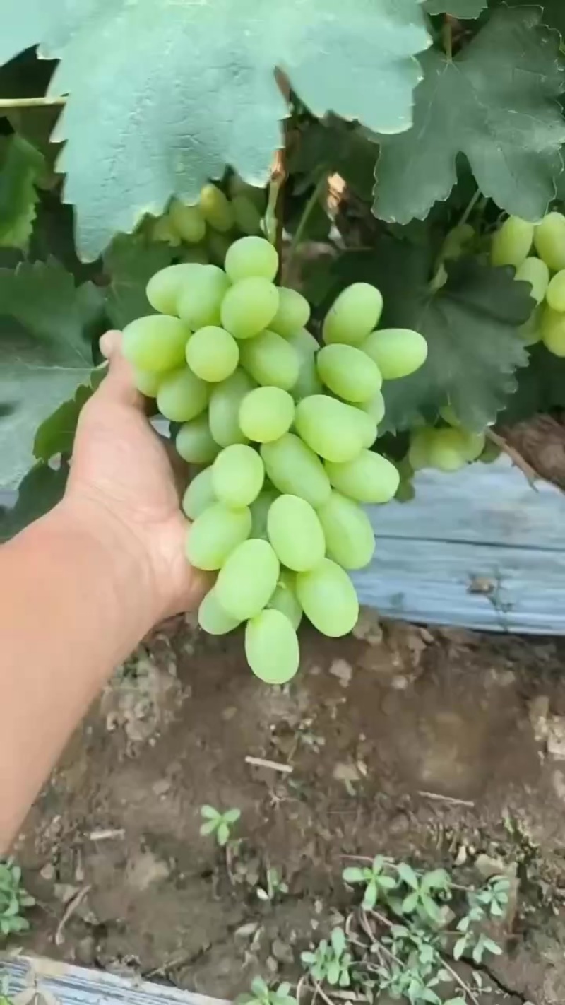 陕西大荔维多利亚大棚种植，颗粒大，口感好