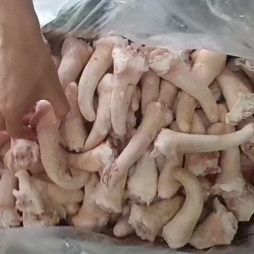 猪尾