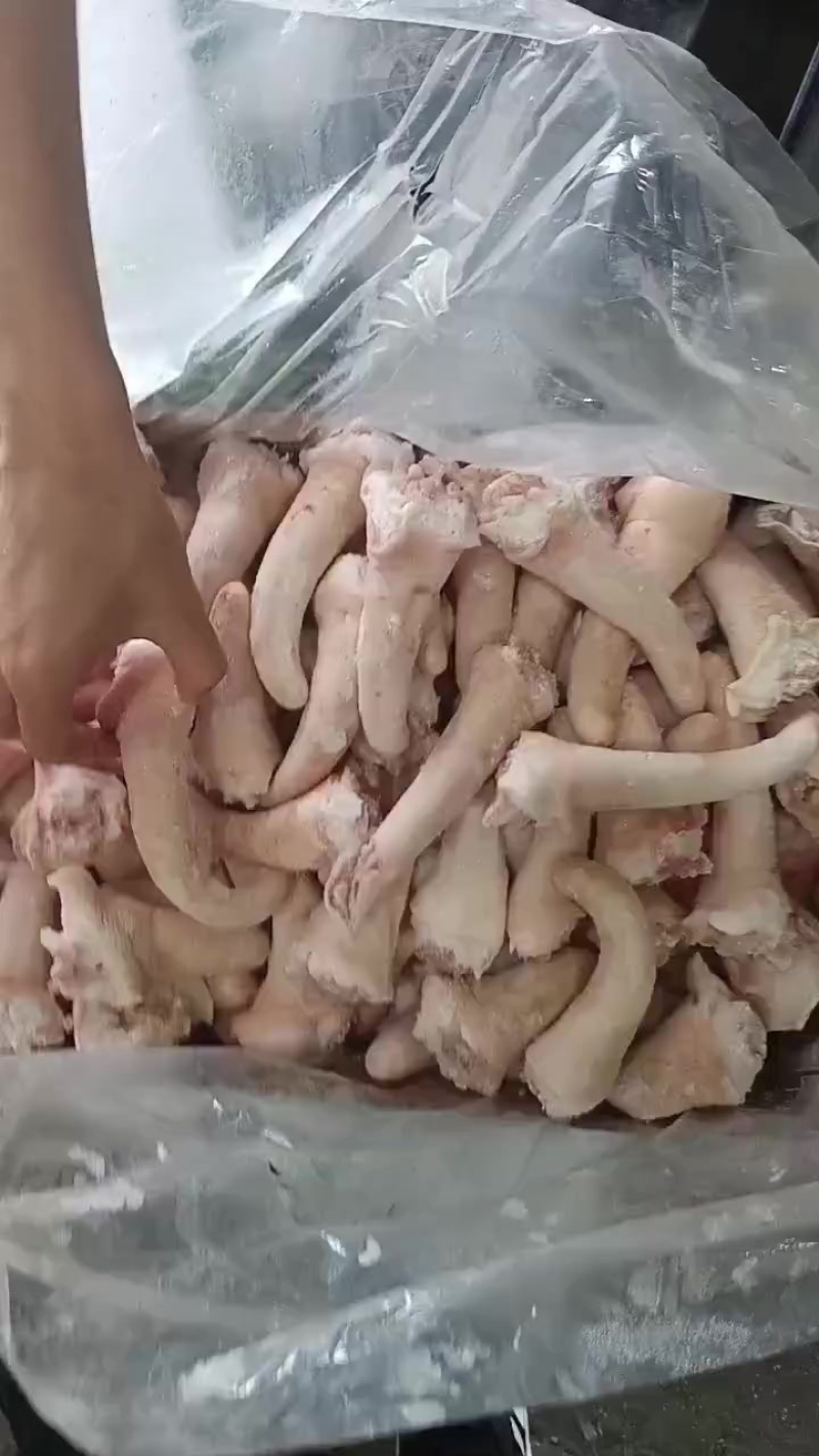 猪尾