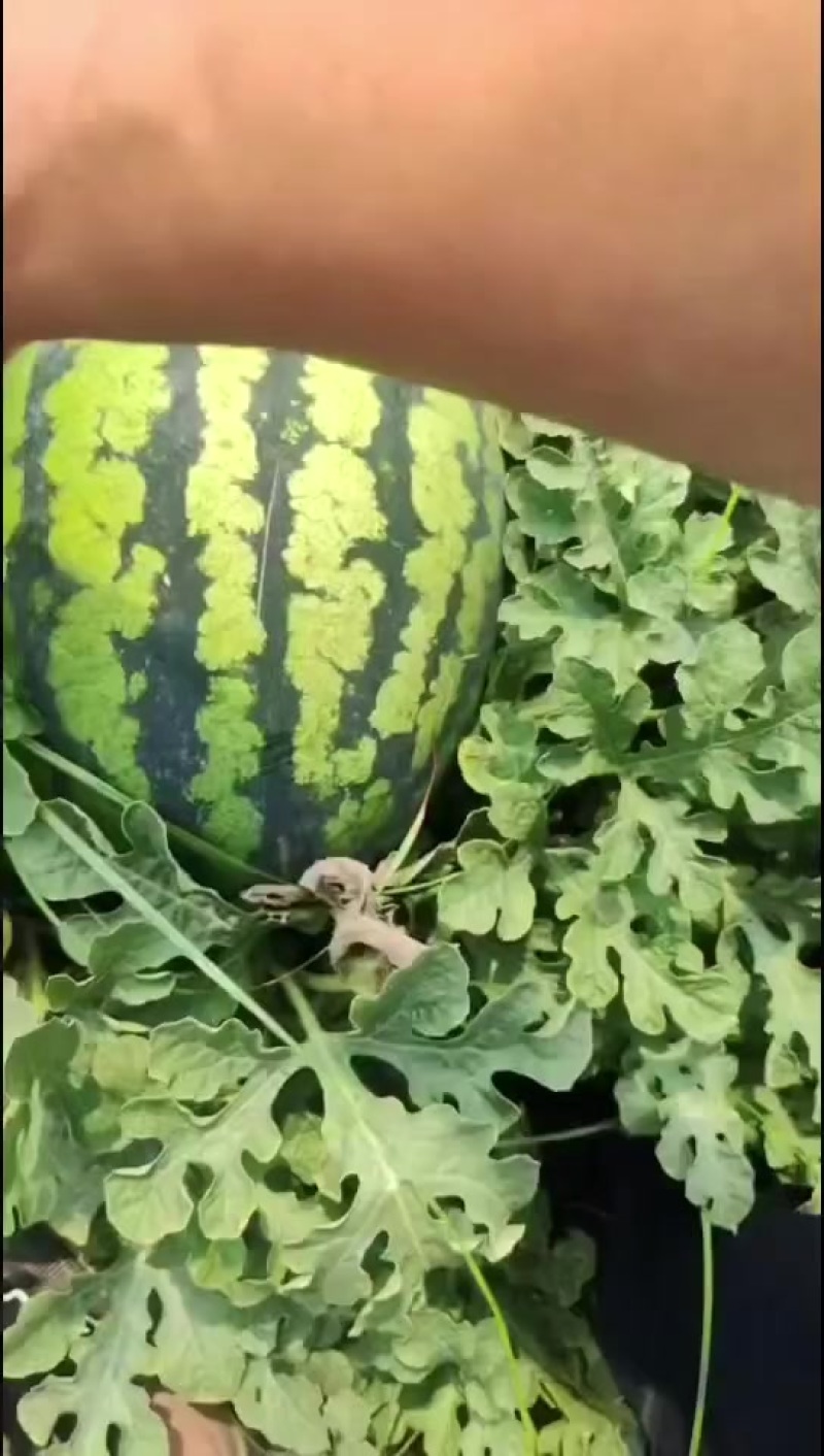甜王西瓜