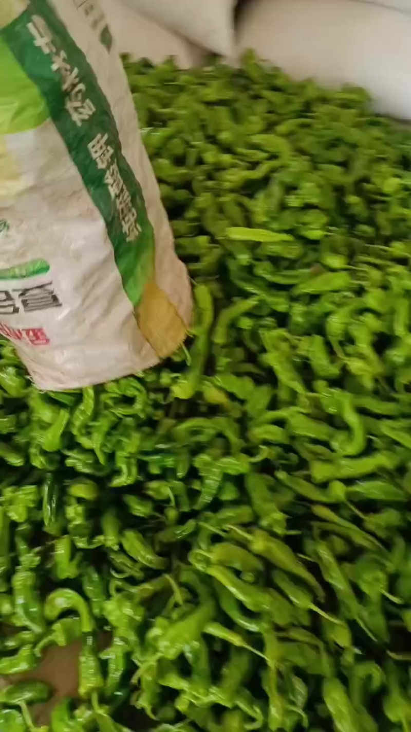 亳州辣椒产地直销，