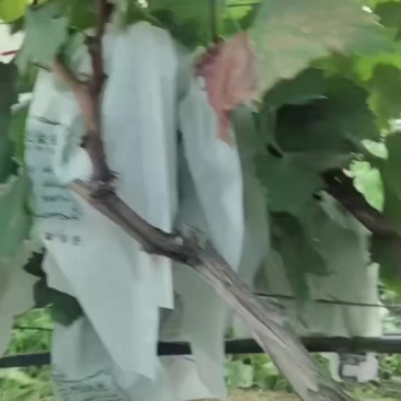 红提葡萄