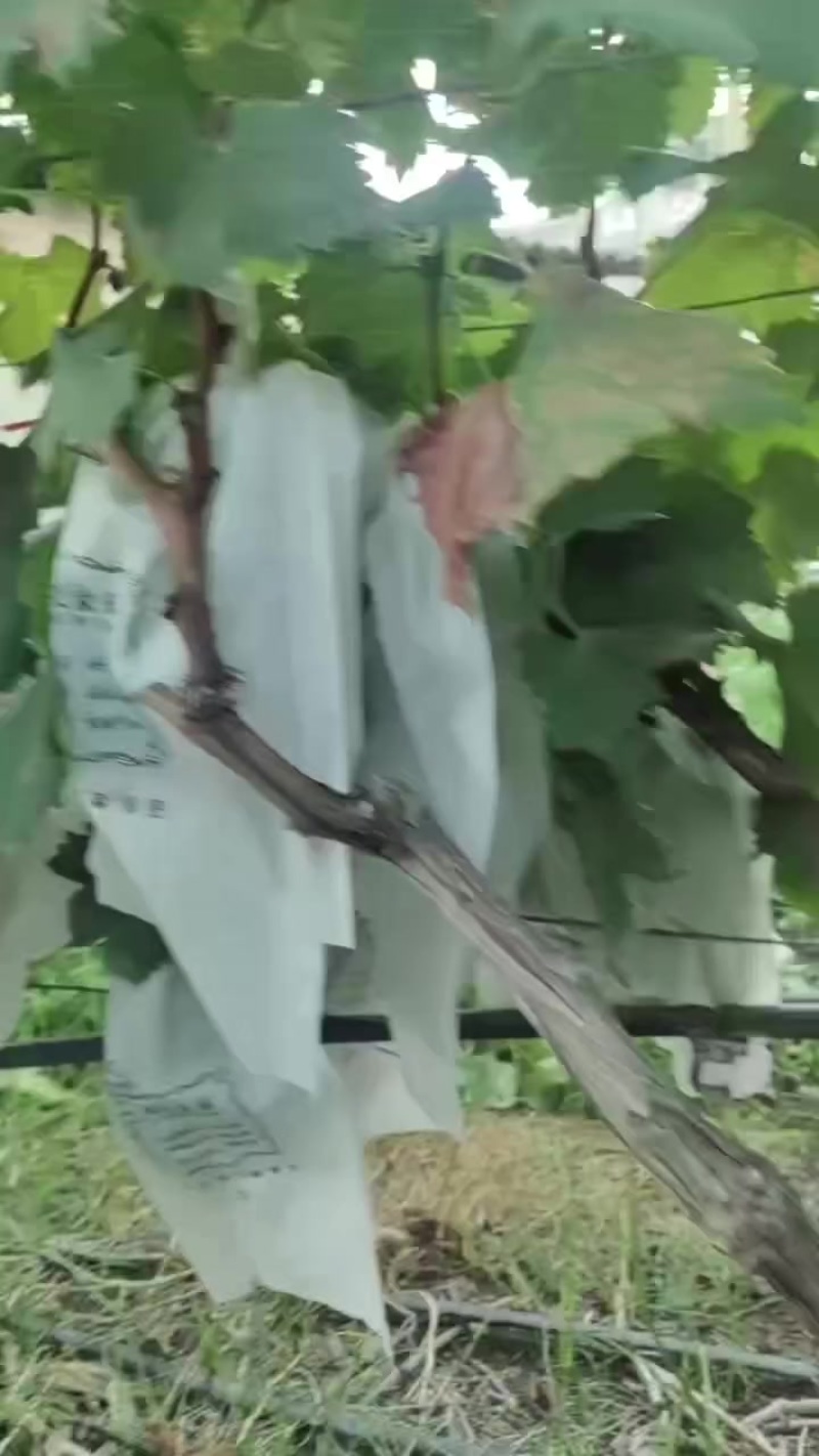 红提葡萄