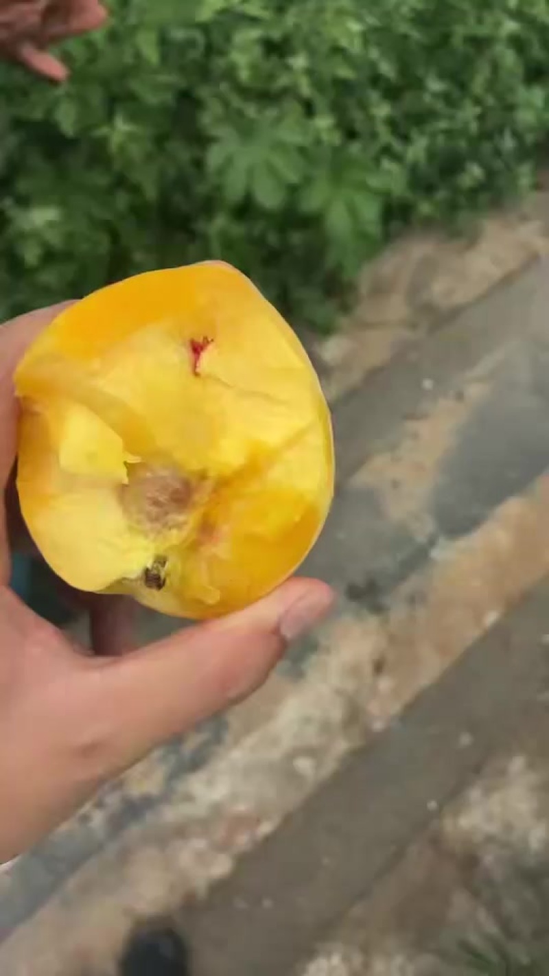 金凤黄桃