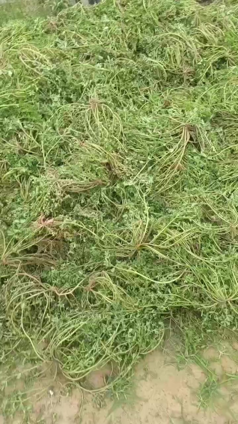 马齿苋
