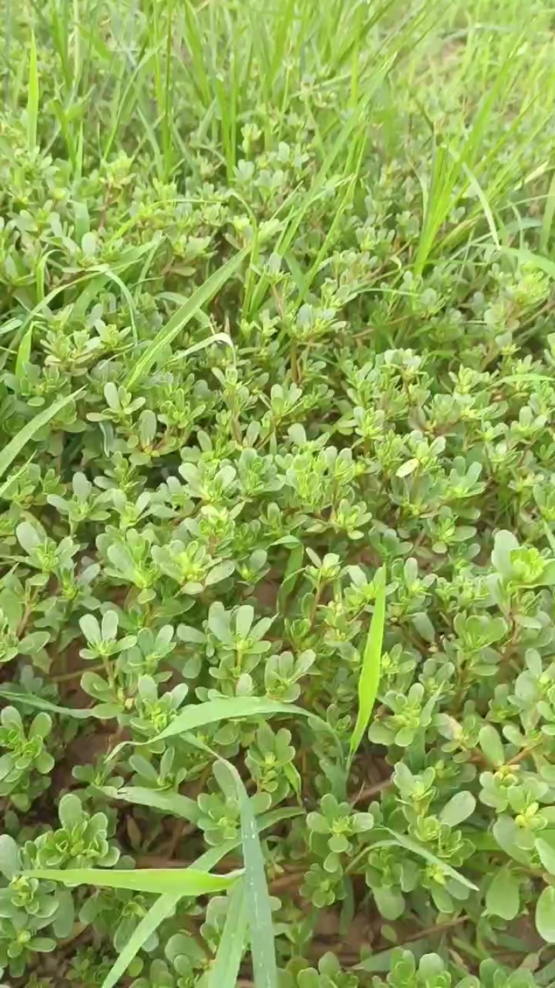 马齿苋