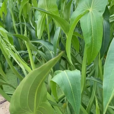 300亩茨菇基地自产自销，低价好货